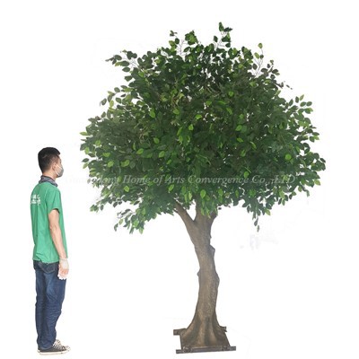 עצי בניאן גדולים מדומים
